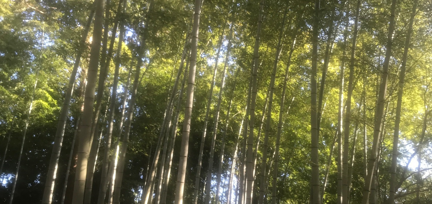 竹寺
