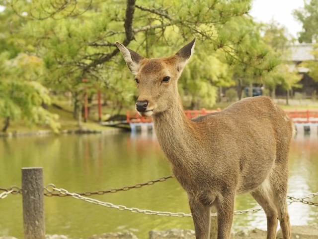 奈良 鹿