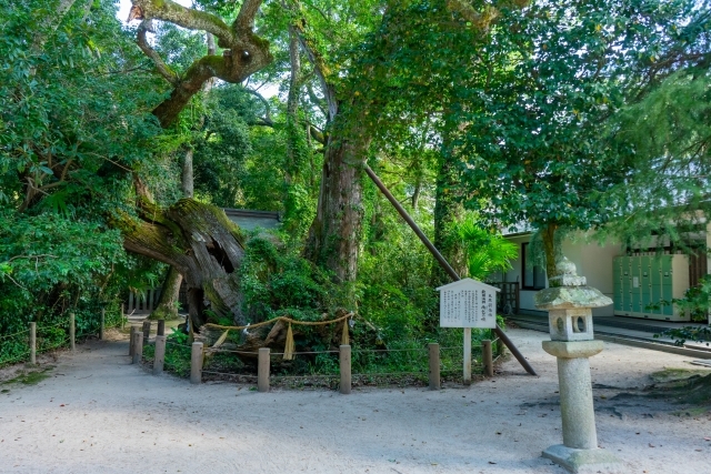 大山祇神社　ご神木